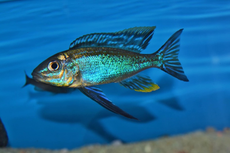 Cyathopharynx sp. 'furcifer north' Resha